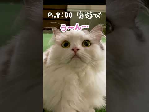 最近の猫達のルーティンがこちら #Shorts