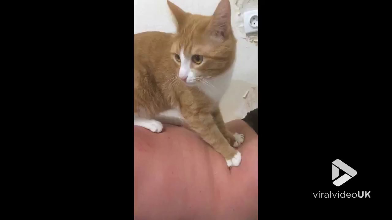 Cat kneading on ones back 