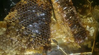 natural bee honey عسل النحل الطبيعي