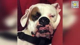 🐕🦴 STREET CODE: Epic Dog Fails &amp; Hilarious Viral Moments 2026! 🦴🏙️