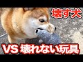 何でも壊す犬 VS 絶対に壊れないオモチャ！　Shiba Inu NANA VS Animal Plush Toy