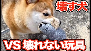 何でも壊す犬 VS 絶対に壊れないオモチャ！　Shiba Inu NANA VS Animal Plush Toy