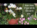 Rain Lily में ढेर सारे फ़ूल पाने के लिए अपनायें ये टिप्स || All about Rain Lilies