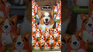 Corgi Photoshoot Results: How We Did It 📸 pt 2