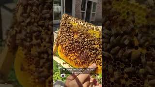 Join us for our weekly Live beekeeping Q&A with Cedar from Flow Hive