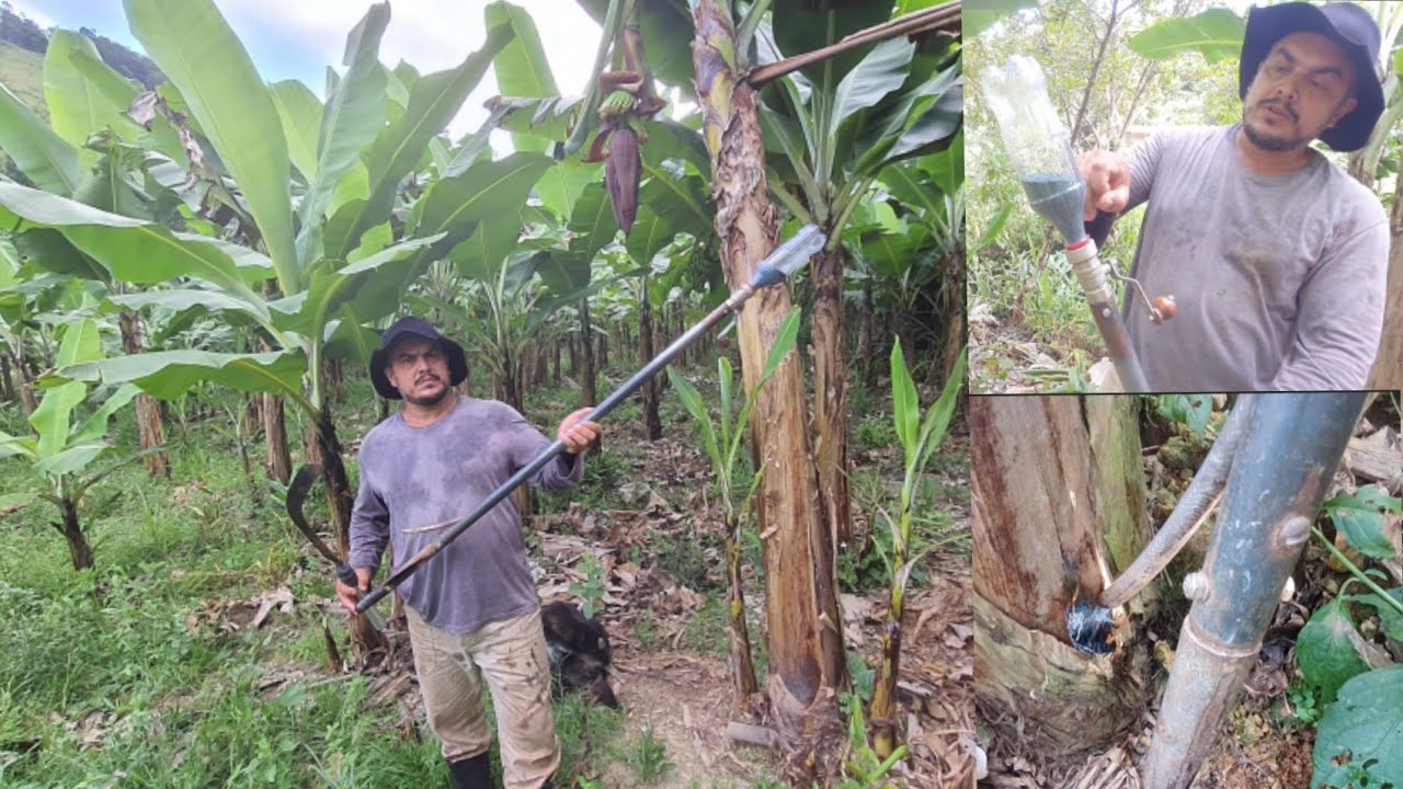 ferramenta lurdinha pra fazer o controle de brocas no bananal