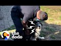 Guy frees husky whod never left his own backyard  the dodo