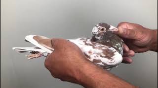 Meulemans 951