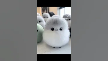 اجمل عصافير بالعالم عصافير كيوت Beauty Pets 