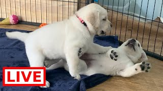 Livestream REPLAY with Adorable, Chunky 7-week-old Lab Puppies #labrador #cutepuppies