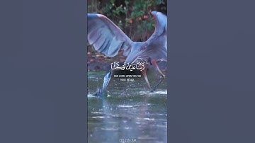 القرآن الكريم يجعل ايامك كلها سعادة ❤️