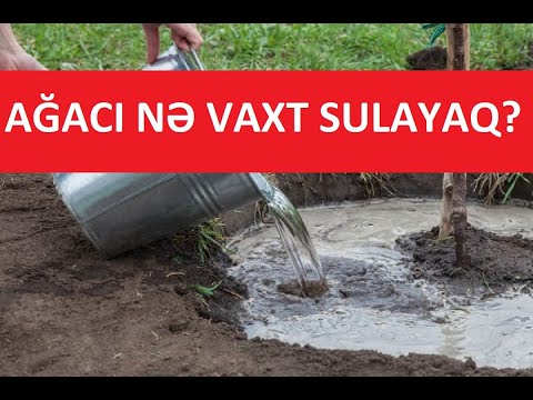 Video: Saxlama üçün yerkökü bağdan nə vaxt çıxarmaq lazımdır?