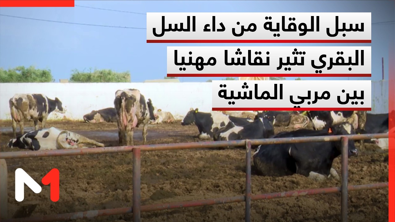 سبل الوقاية من داء السل البقري تثير نقاشا مهنيا بين مربي الماشية