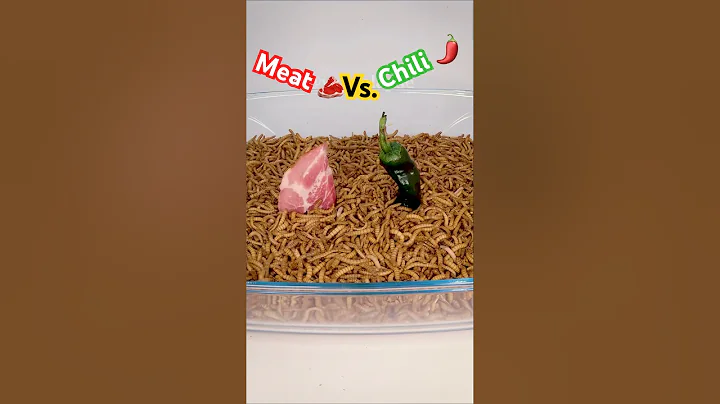 Mealworms Eat / Meat vs. Chili
