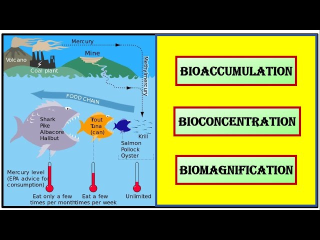 The truth about Bioaccumulation, Bioconcentration & Biomagnification