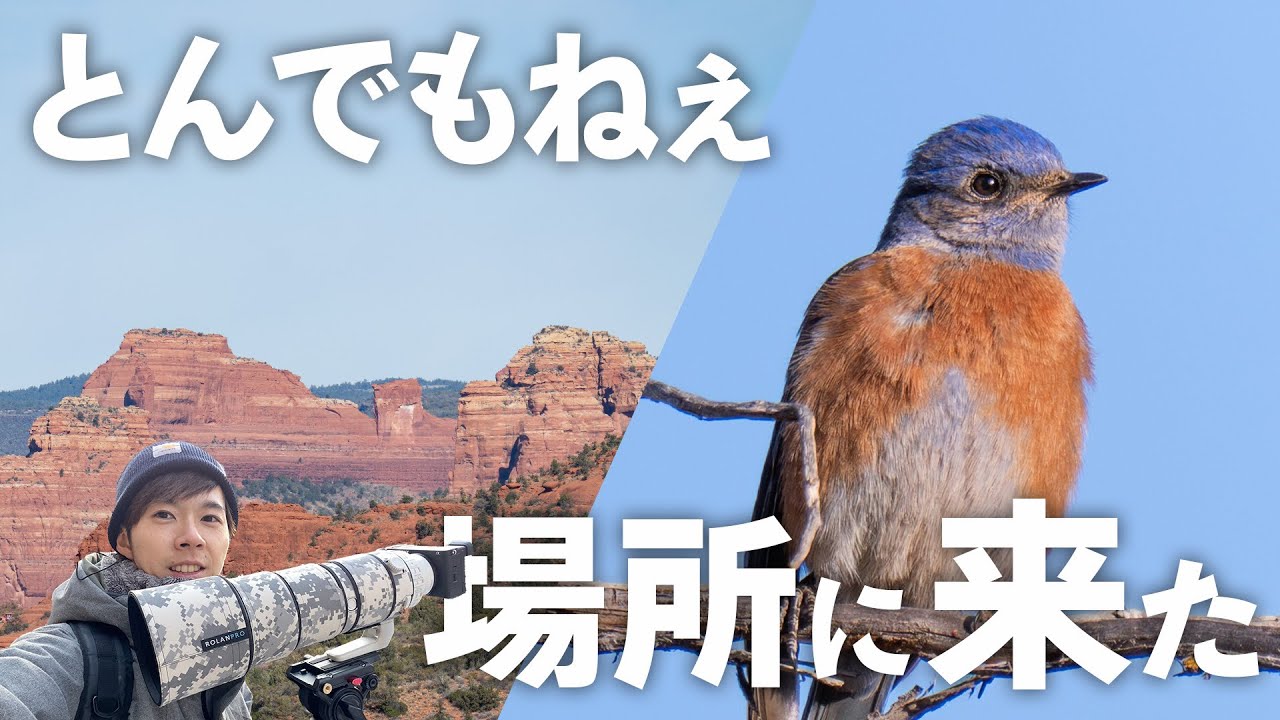 すずめ It cost me 350,000 yen to go, but it paid for itself. 《Bird