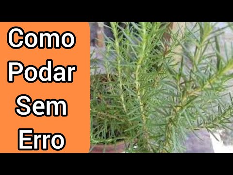 Vídeo: Poda de alecrim - Como podar um arbusto de alecrim