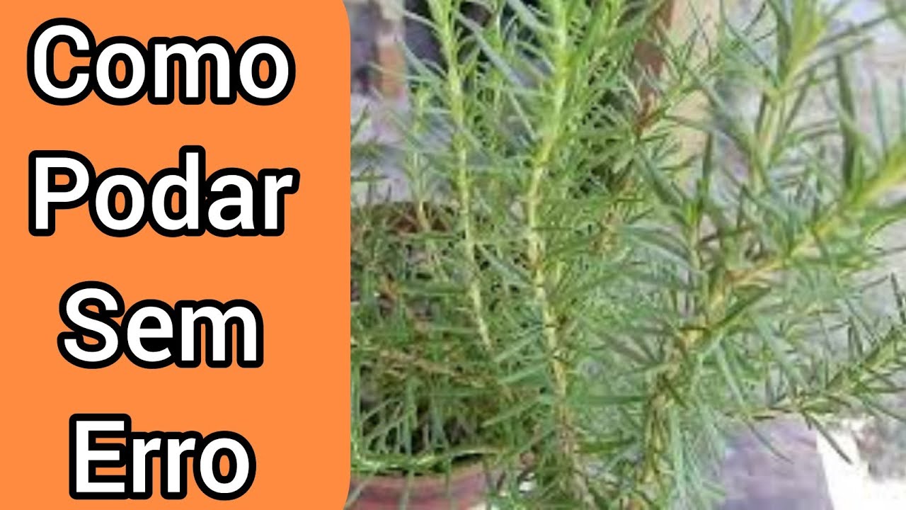 COMO PODAR ALECRIM. aprenda hoje como fazer a poda do seu alecrim formando um ARBUSTO MUITO LINDO.