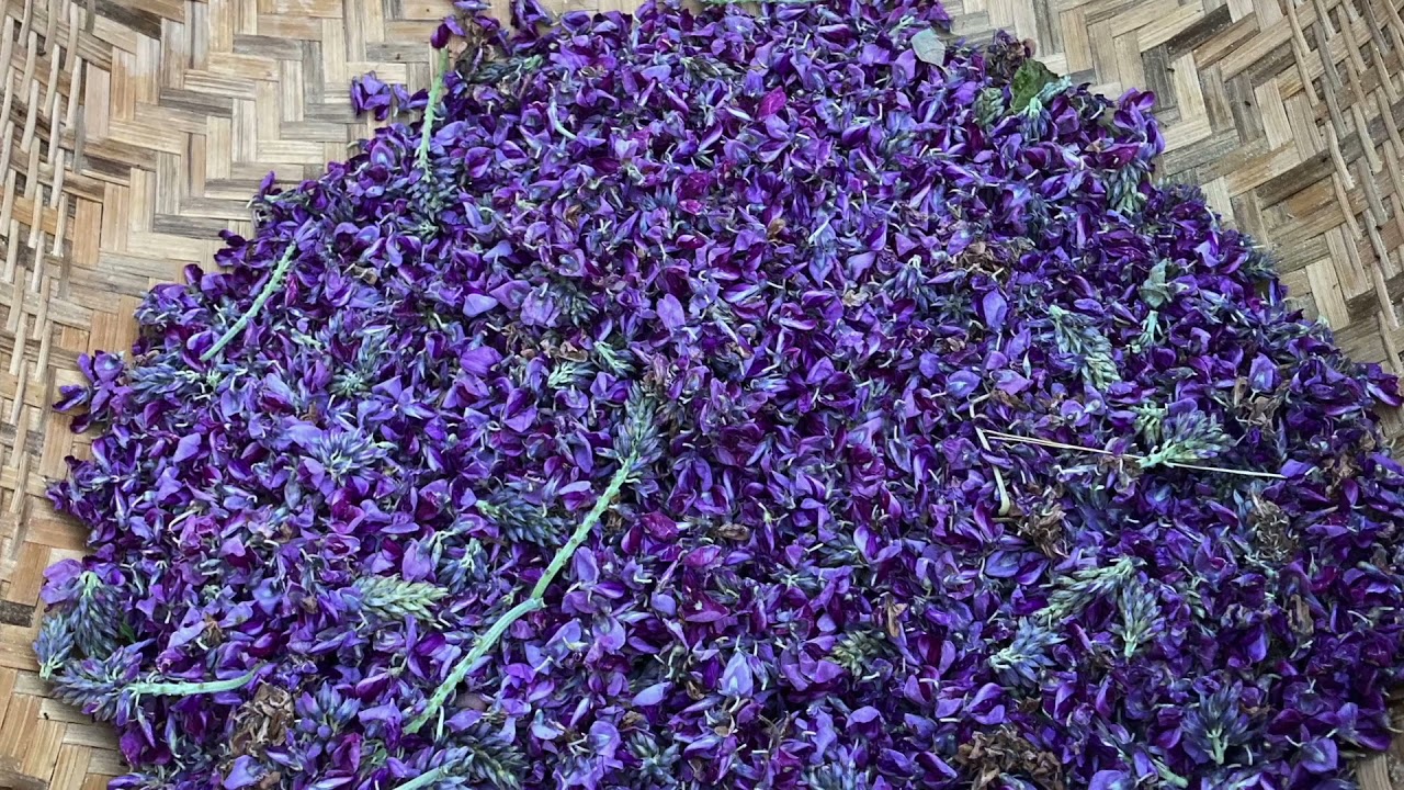 葛花茶作り　2021:9   HD 1080p