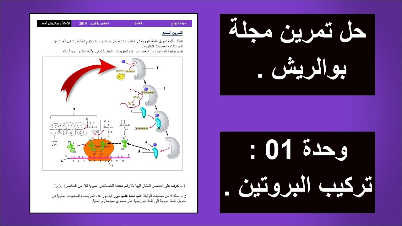 • تمرين 5 تركيب البروتين  [ تنشيط الأحماض الأمنية 🌟 ] .