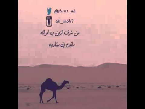 شيلة ياهل البل هل الطاله أداء محمد ال نجم