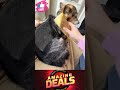 Best Grooming Tool For Dogs Pet Owners [Must-Have]