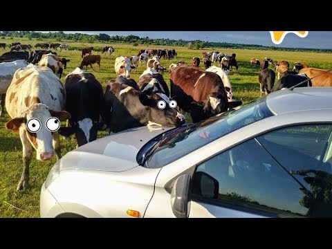 Лада минусы имени