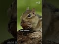 Wo sind meine Nüsse?! 🥺 | Abenteuer Wildnis: Die verrückte Welt der Hörnchen #shorts