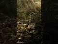Wo sind meine Nüsse?! 🥺 | Abenteuer Wildnis: Die verrückte Welt der Hörnchen #shorts