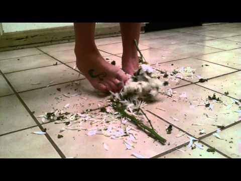 White Flower Bare foot crush