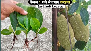 How to grow Jackfruit Tree from single leaf . // केवल 1 पत्ते से उगाएं कटहल के ढेर सारे पौधे ।