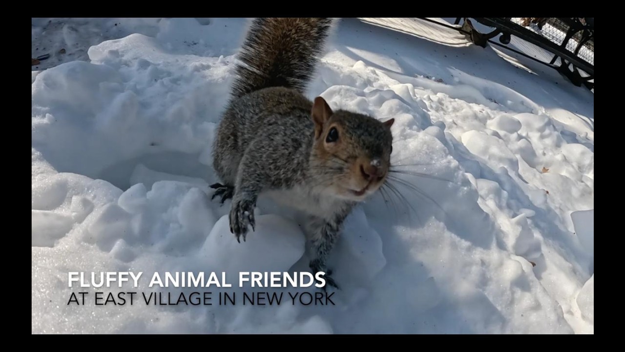 Fluffy Animal Friends: Snowy Park Tour in NYC's East Village