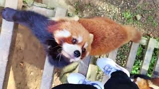 [Red Panda] takes you running and has fun!