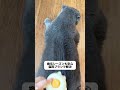 ねこもちメーカーねこもち作りませんか#猫 #🐱❤️ #猫のいる生活 #可愛い #おすすめにのりたい