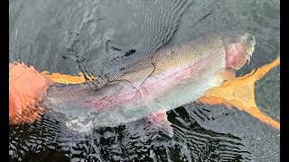 BCFLYGUYS REEL Time Reports 0013 | BC Interior Real Time Stillwater Fly Fishing Reports