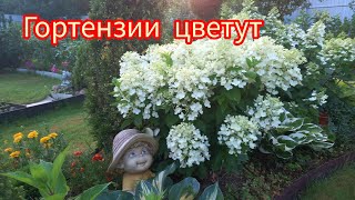 картинка: Гортензии цветут.Лобелия.2.08.25г.