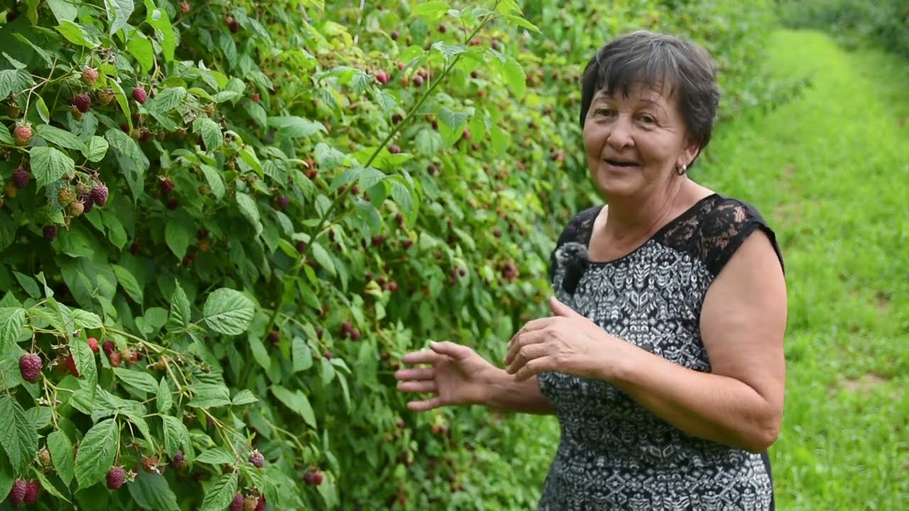 ŠTA ĆE BITI SA SRPSKOM MALINOM? Plantaža malina Teočin