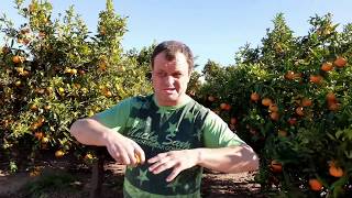 Сбор цитрусовых в Испании мандарины и апельсины. Работа в Испании 2019 - 20 год.