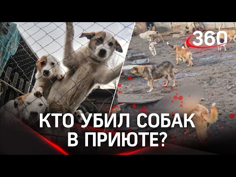 Застрелили, зарезали и отравили: жестокая расправа над собаками в Воронеже