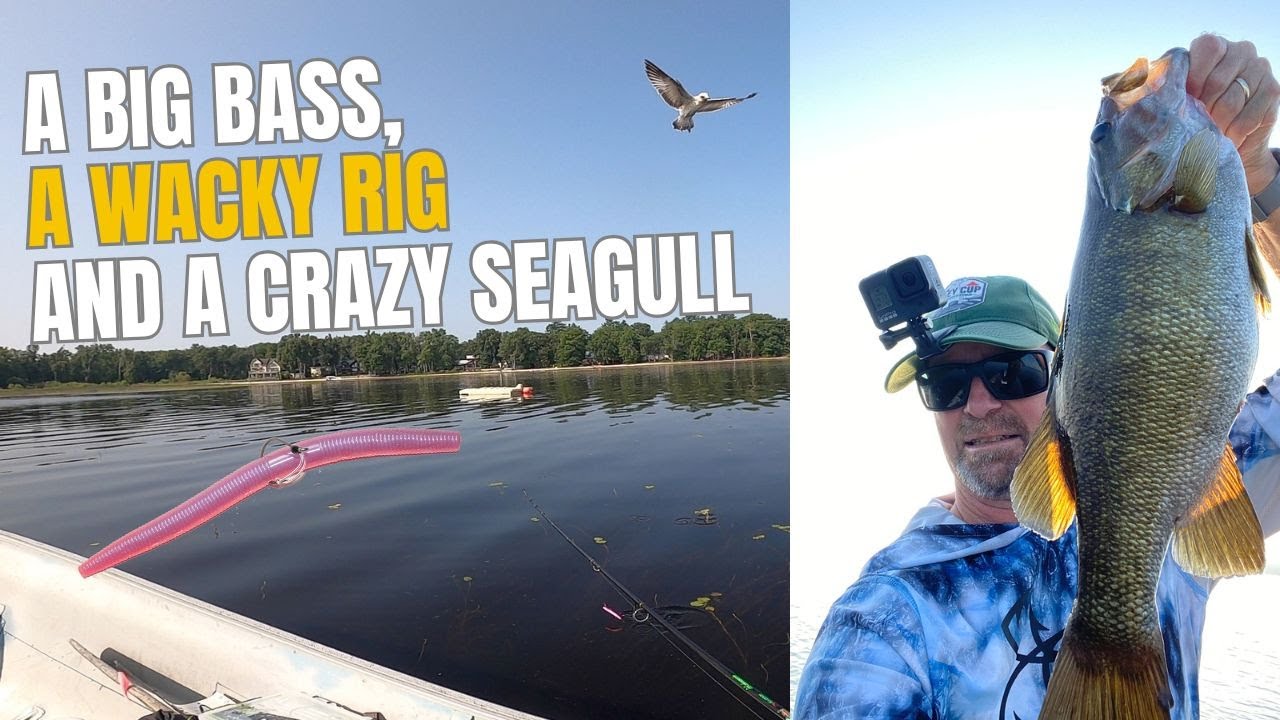 A  Big Bass, Wacky Worm and a Crazy Seagull #Bass #bassfishing #kayakbassfishing #bigbass #fishing