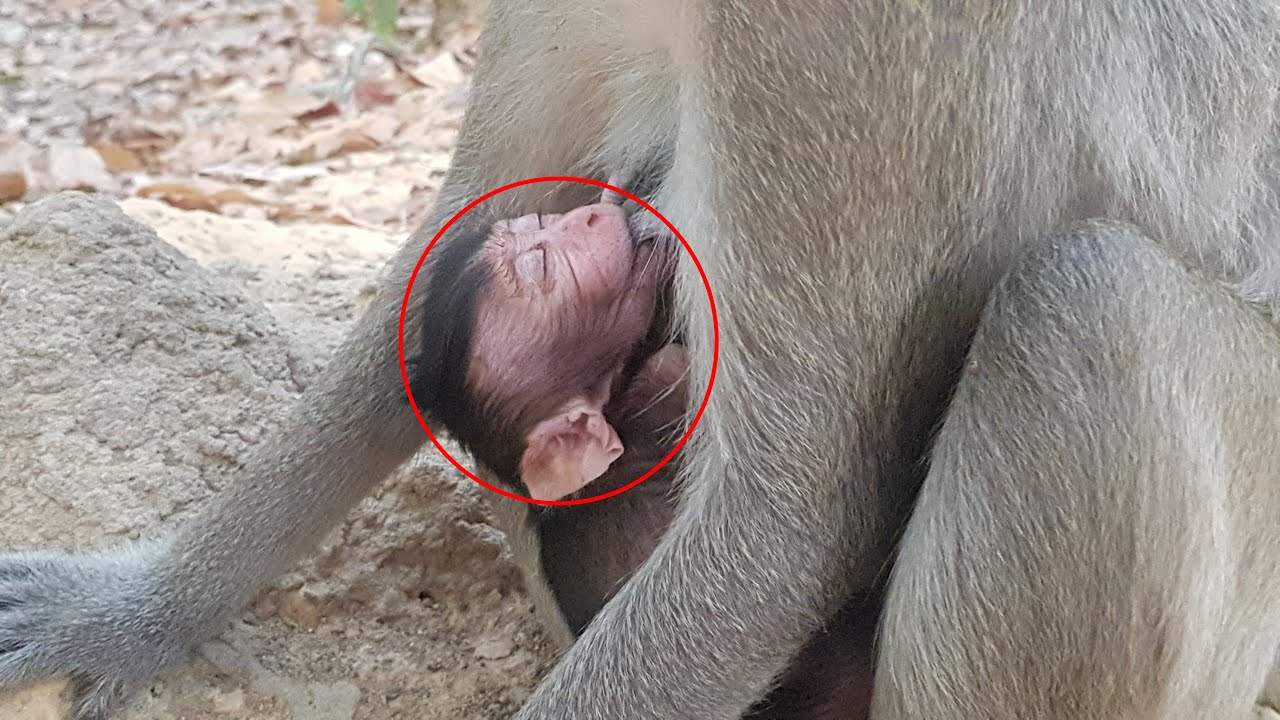 Cute baby monkey Annie sleep well when mom Amara hug on warm chest |  Annie health is good