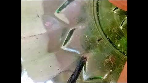 Korg Radias New Sounds