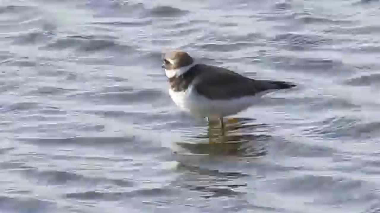 ハジロコチドリ成鳥/Common Ringed Plover 
