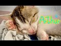 Tiny lost kitten walked into my house. Cute little kitty cat Arthur’s Diary ~episode 2~