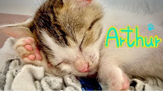 Tiny Rescue Kitten turned into the Great Cat Arthur's Diary 2 'Close Encounter' by Arthur the Great Cat 23,226 views 1 year ago 2 minutes, 49 seconds