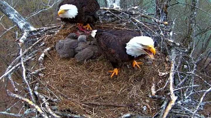 Ep#132 #baldeagle | Review mother bird brings food to feed her chicks | bird nest with nature life