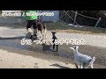 【76歳ヤギ飼い#39】後をついてくる子ヤギたち「72歳からの楽しいシニアライフ#72」