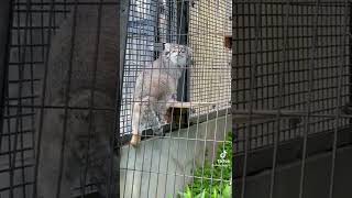 Pallas cat Vietnam flashback