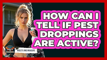 How Can I Tell If Pest Droppings Are Active? - Insects and Invaders