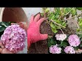 Repotting & Complete Care(Soil,Sun,Water,Fertilizer-all about)of Hydrangea-Do these for max.Flowers